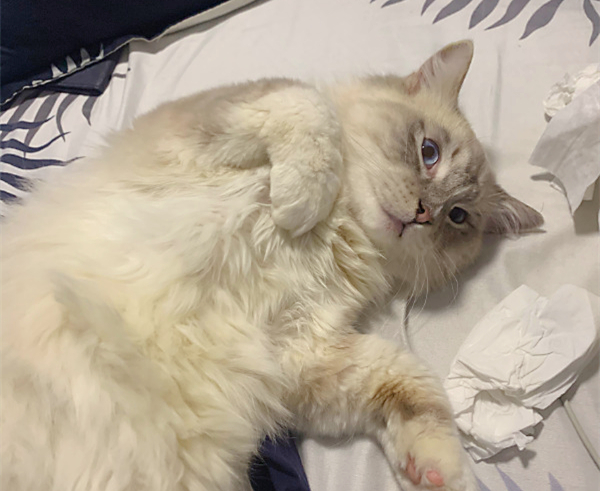 成都惊现9.9元租猫服务，十几只猫咪抢购一空，租猫还需排队