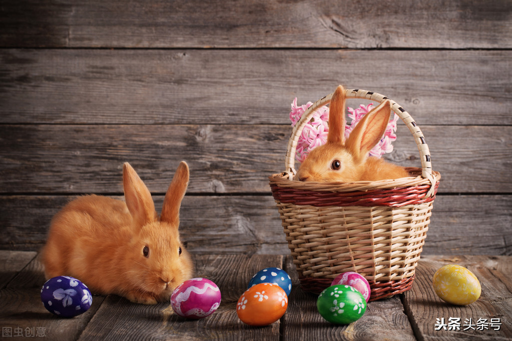 侏儒兔眼睛边缘红正常吗,侏儒兔眼睑发红怎么办