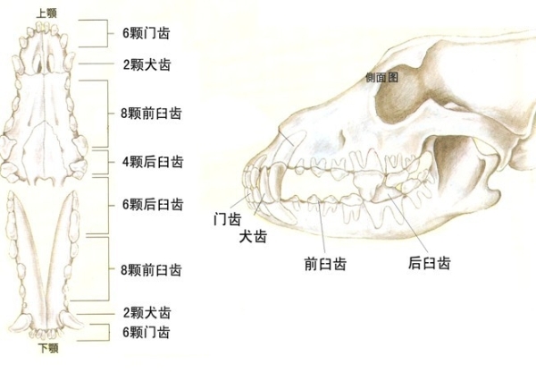 狗狗护牙方法大全,狗狗怎么护理狗牙
