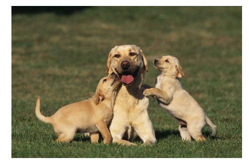 狗狗打疫苗前注意事项及禁忌,狗狗怀孕后注意事项