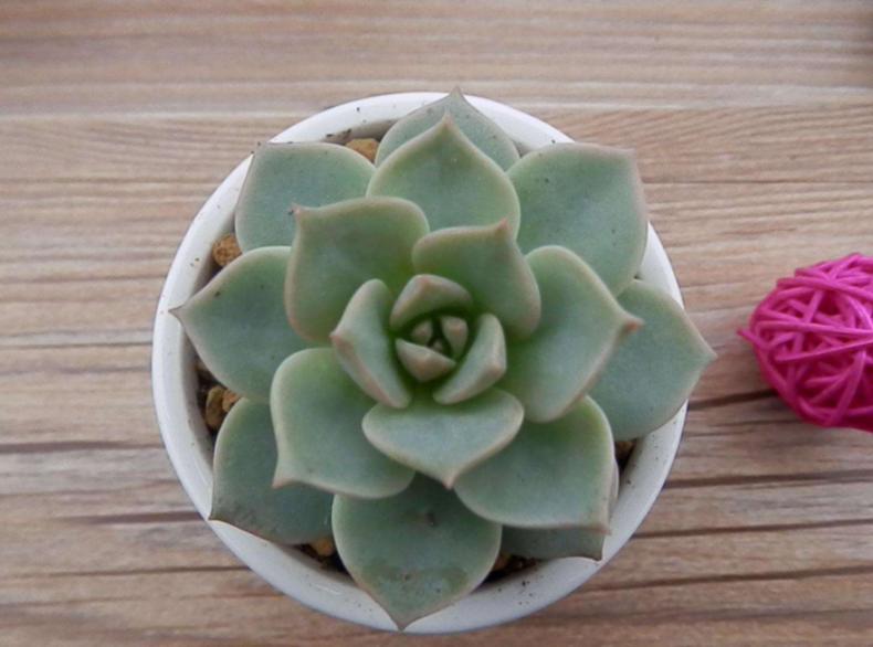 白牡丹散茶有枯叶,多肉白菊枯叶怎么不好清理了