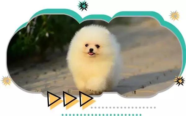 十大热门小型短毛犬,十大最小小型犬可爱图片