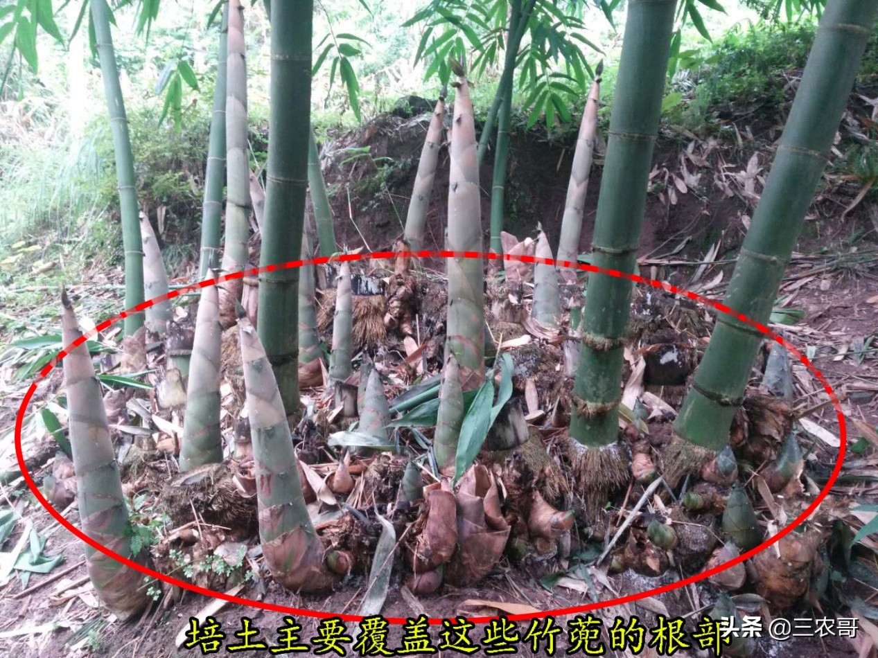 土地撂荒退耕还林,土地退耕是要等2027年吗