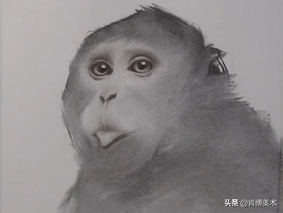 猴子素描教程,素描猴子图片大全大图