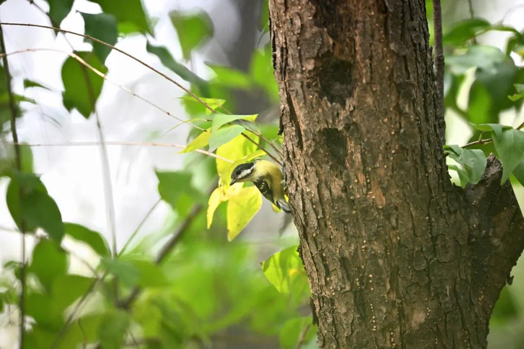 无机械快门的相机,尼康z卡口全画幅相机镜头推荐