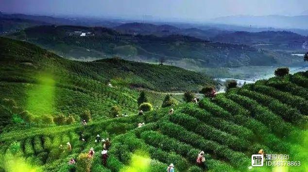 天目湖白茶大师之作,品一杯洪雅明前茶