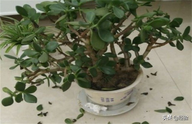 玉树叶子掉完了怎么补救,玉树的叶子上长黑斑一片片掉落