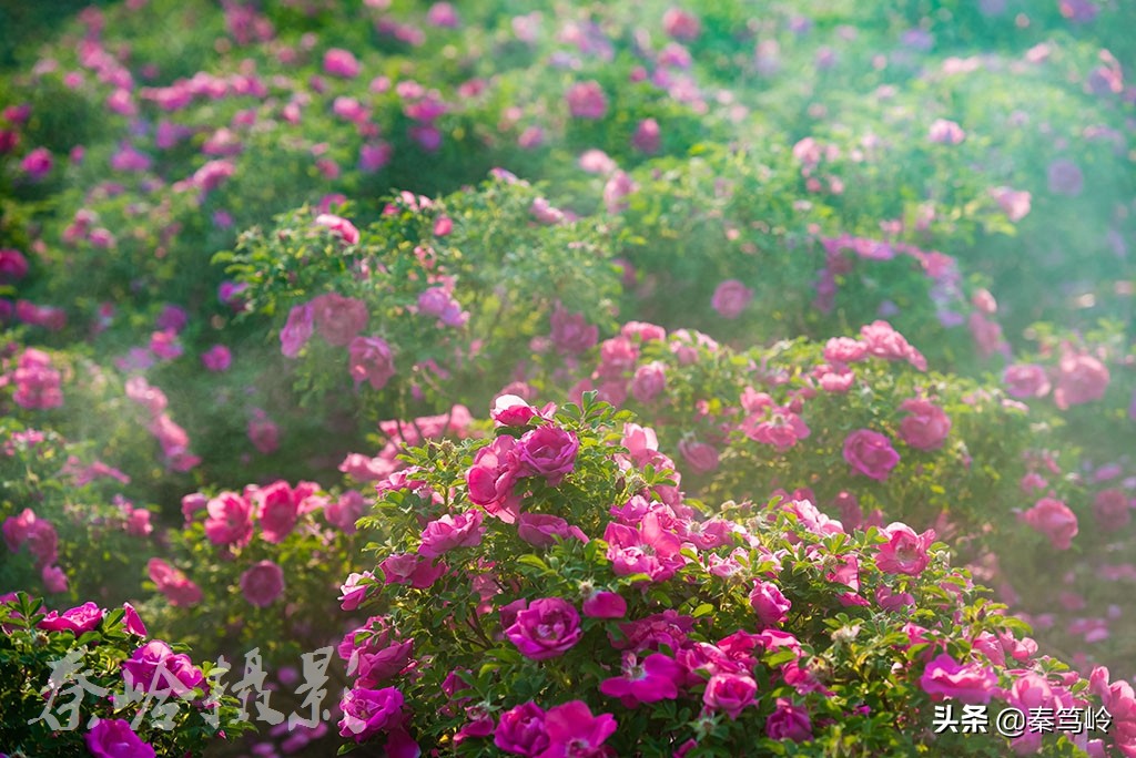 五月玫瑰花期,五月玫瑰盛开时