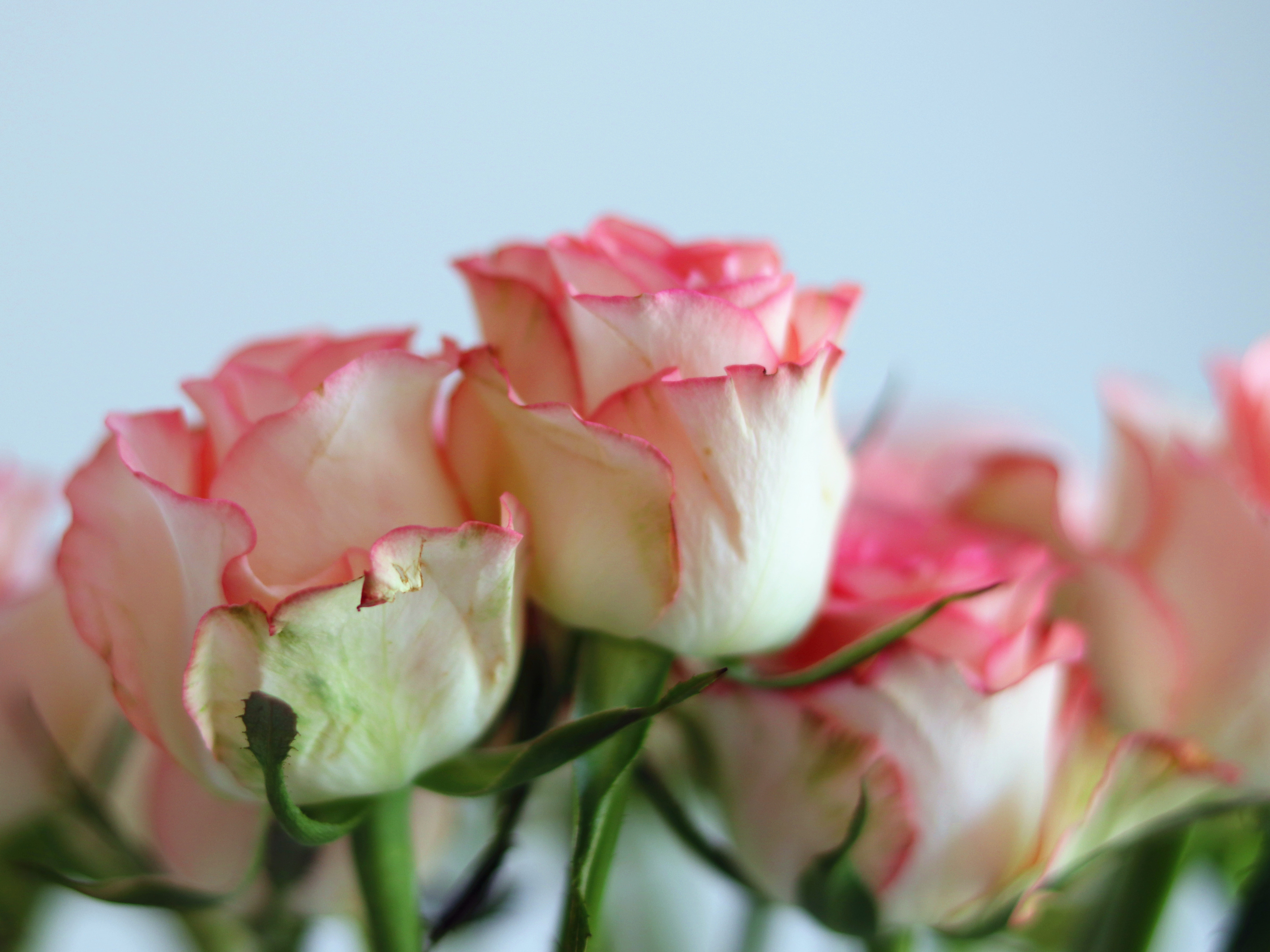 玫瑰枯萎怎么治,玫瑰栽种花朵蔫了怎么办