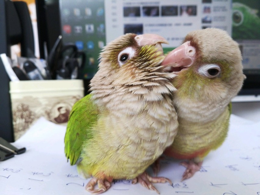 小太阳鹦鹉的价格跌入谷底,依旧无人问津,4个原因让人放弃饲养