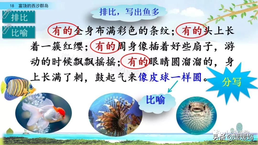 三年级第18课富饶的西沙群岛视频,三年级上册18富饶的西沙群岛笔记