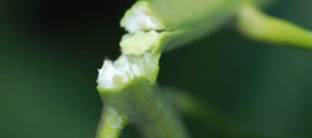 芒果满足催花的条件,芒果催花之前要做什么工作