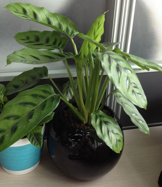 家里窗台阳光强适合养什么绿植,家里室外养花怎么摆放最好