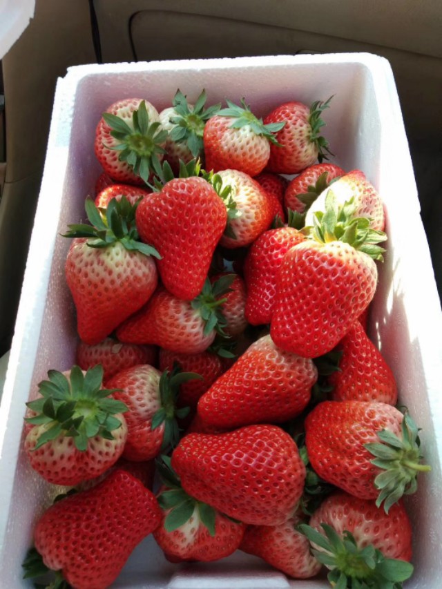 疫情期间丹东草莓滞销如何解决,因为疫情草莓滞销的原因