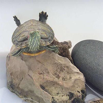 乌龟从6楼摔下去呕血怎么治疗,小乌龟摔了嘴里吐血怎么办