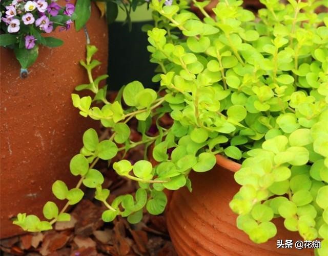 地被植物就选过路黄，轻松长成“地毯”，耐寒耐热又好看！