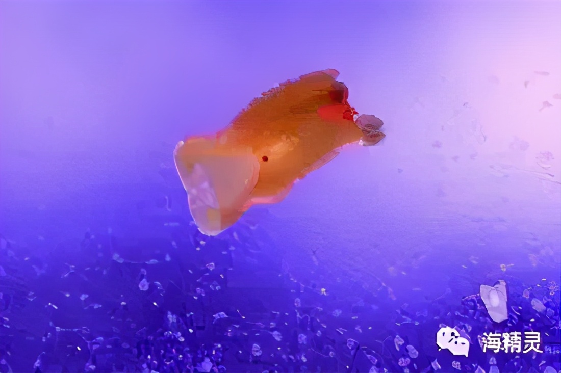 活石上不请自来的“偷渡客”，你们都是谁？