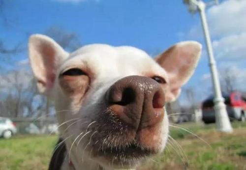 狗狗鼻头不黑的原因,狗狗黑鼻头