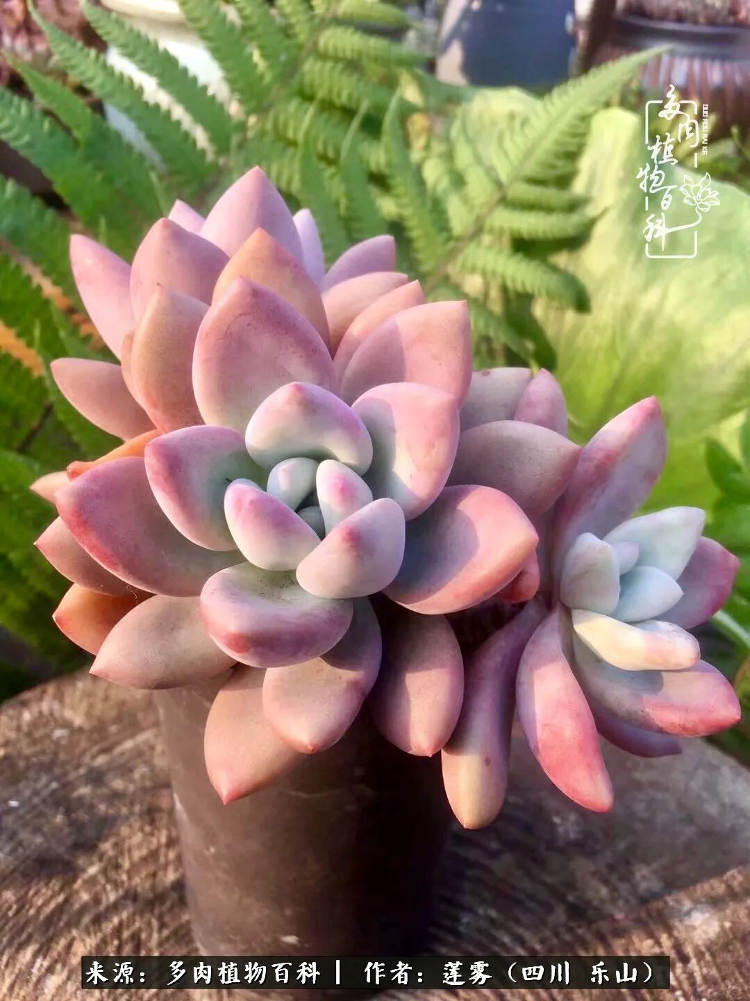 治愈系多肉精灵,初冬携一抹暖阳与多肉相伴