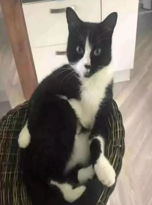 举报偷渡入境人员,偷渡入境的猫