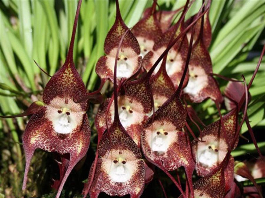 带你认识一下几种兰花的名字,最好的十大名贵兰花