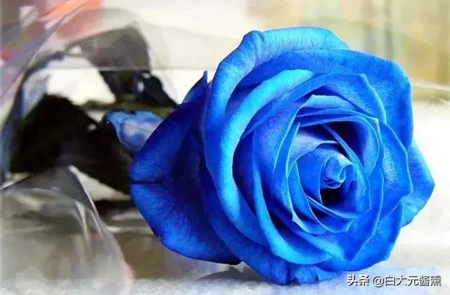 99玫瑰花的花语是什么,3朵玫瑰花的寓意和花语