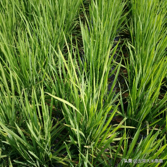 黑龙江省五常市：稻花香水稻缺点一大堆，看完你还会吃吗？