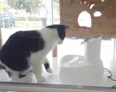 猫咪喝水自动饮水机,猫咪自动饮水机能让猫咪喝水