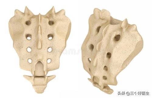 骶骨仰头错位腿会变长吗,骶骨仰头就是骶骨上翘吗