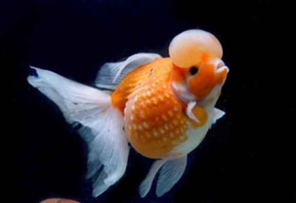 养观赏鱼小知识大全,养观赏鱼知识大全