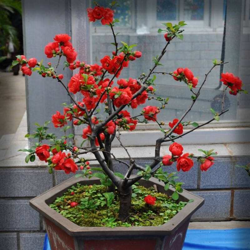 红肥绿富竞芳菲，海棠花开正当时。,咏海棠花/文