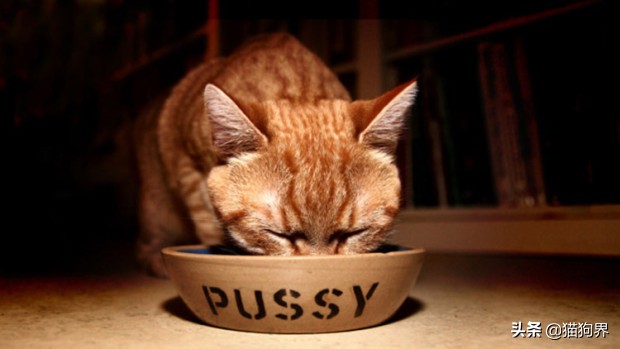 猫咪的肠胃问题不断该如何调理呢,妈咪爱能帮助猫咪调理肠胃吗