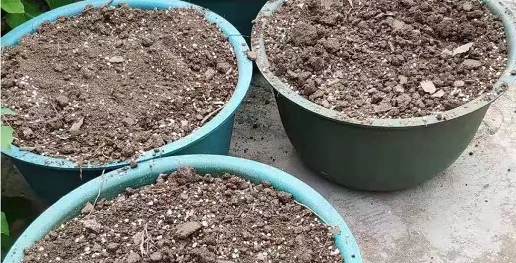 盆栽稻壳,稻壳盆栽的优点和弊端