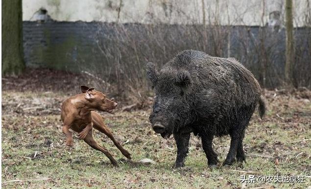 野猪攻击人可以装死吗,在野猪面前装死有用吗