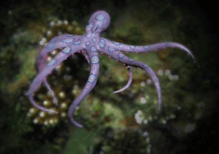 章鱼智商相当于人类几岁智商,北太平洋巨型章鱼的智商