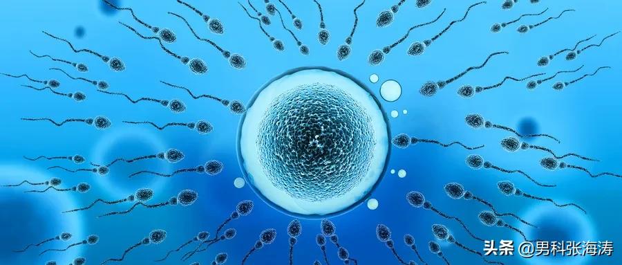 畸形精子过多怎么办,畸形精子怎么调理最好