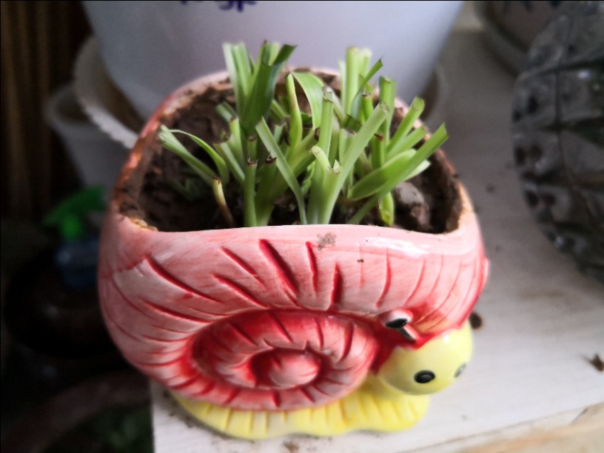 养吊兰的时候新手要注意哪些问题,吊兰养殖方法如何给吊兰换盆