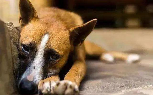 狗狗铲屎官必备小妙招,铲屎官必学的宠物急救法