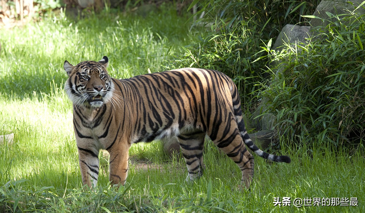 棕熊比老虎大多少,棕熊和老虎哪个力量大