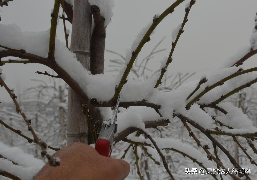 桃树修剪不长高,从没修剪过的老桃树复壮修剪