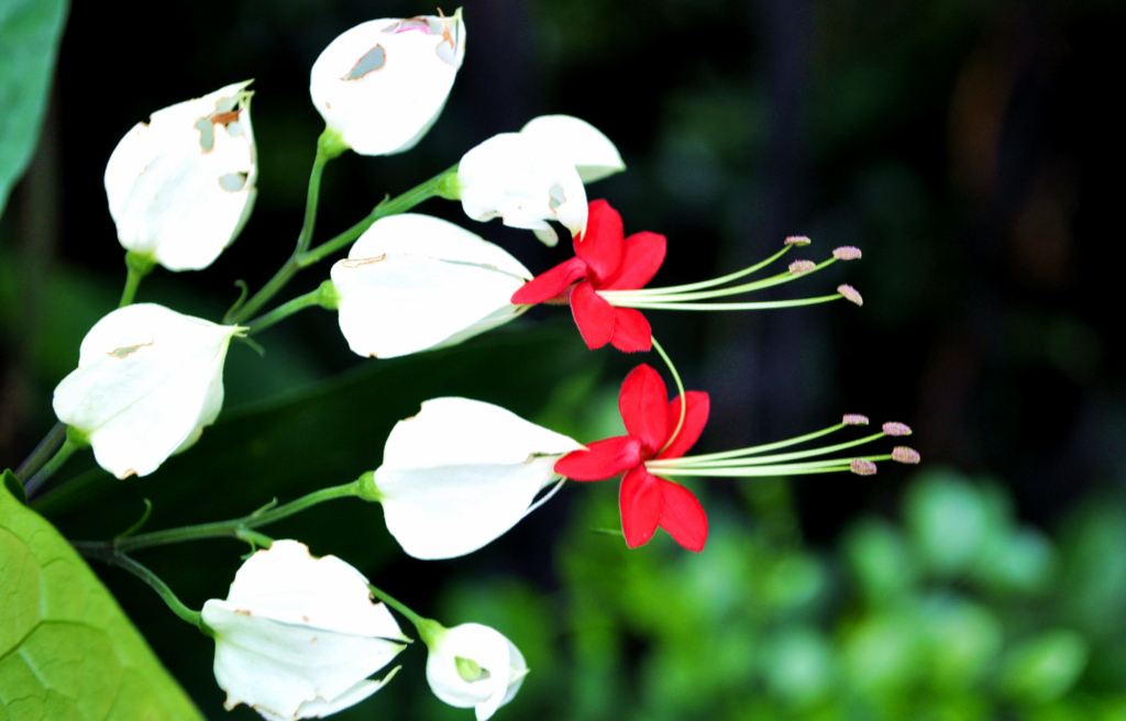 龙吐珠不发芽怎么办,龙吐珠不开花怎么办