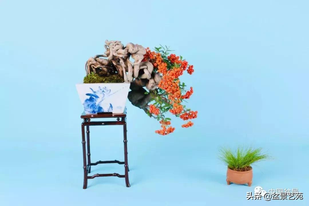 推荐36种好养的盆景植物,茶桌上养什么盆景植物