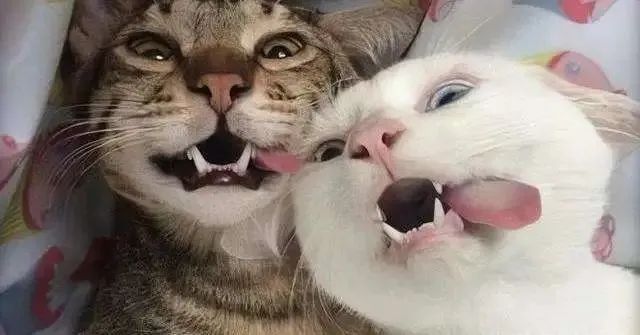 给猫绝育是最大的谎言,看完再决定要不要给猫绝育