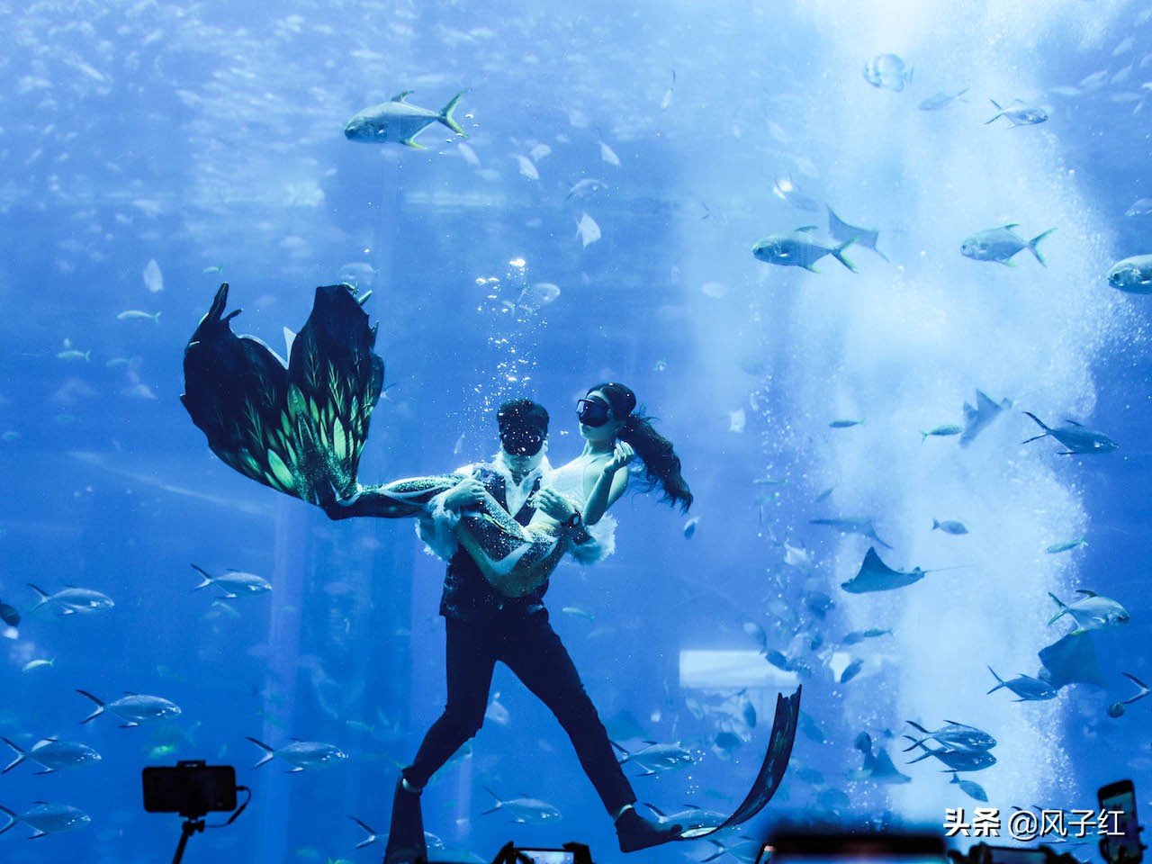 中国亚特兰蒂斯水族,海洋生物亚特兰蒂斯