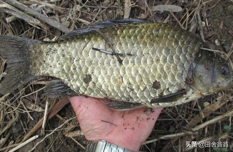 春季钓鱼小技巧新手学会秒变老手,春季钓鱼的技巧及其注意事项