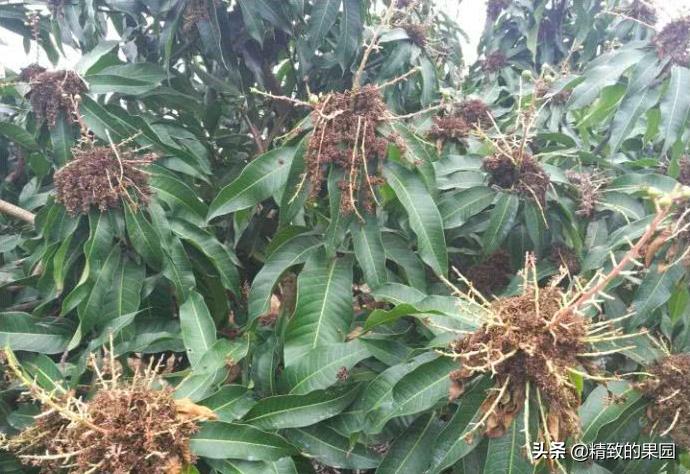 芒果落果严重怎么补救,芒果落花落果怎么防治