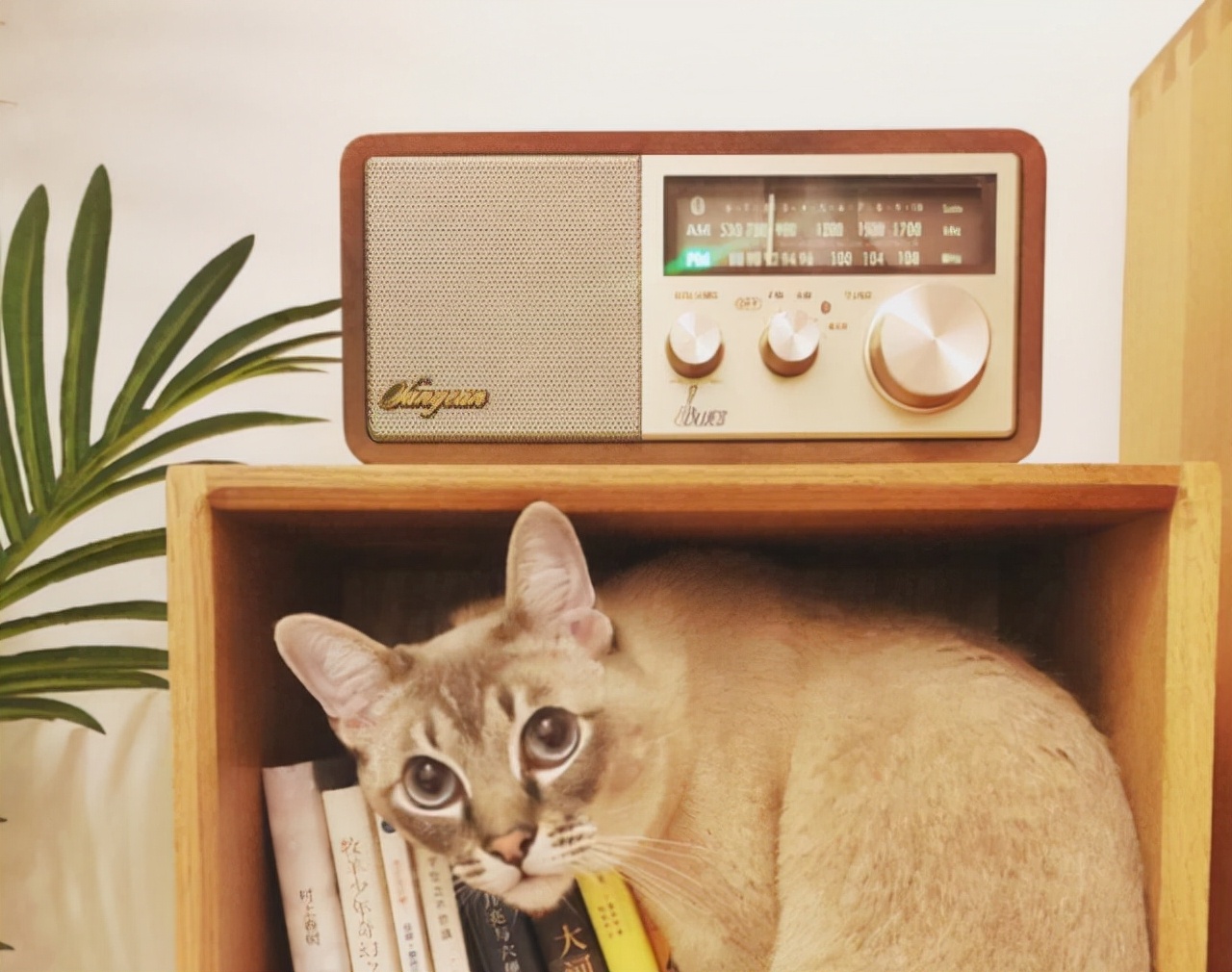 山进wr-11bt收音机音质怎么样,山进wr-11bt收音机音质好吗