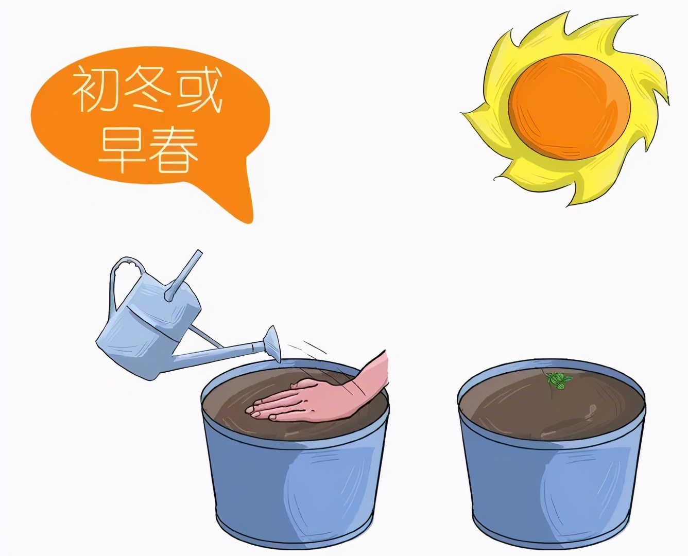 玫瑰难养,玫瑰养活小技巧