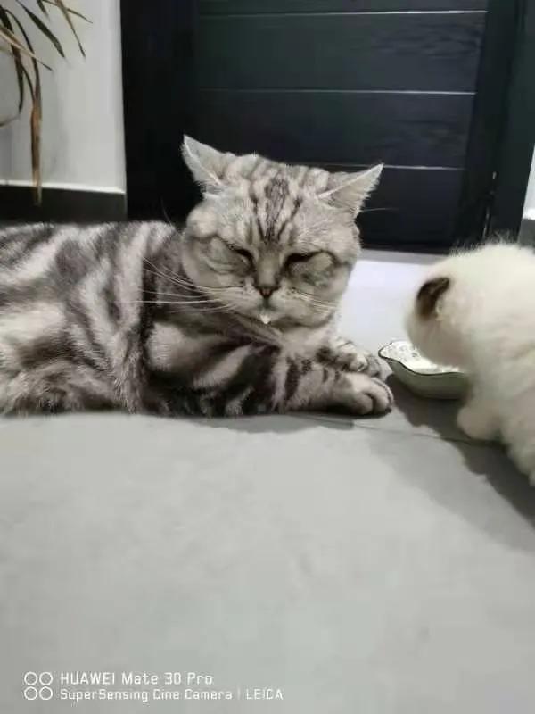 从小养的橘猫还会有野性吗,养橘猫的都是什么人