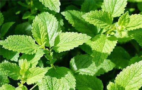 5月蚊虫多，咱可不要怕，卧室摆上几盆花，蚊虫问题轻松解决！